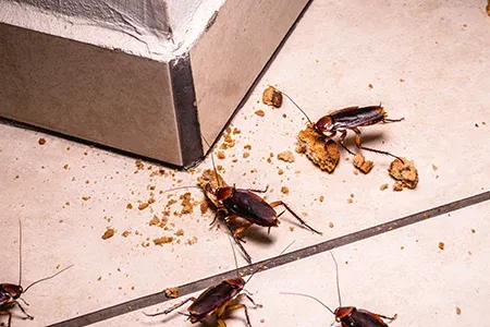 roaches in kitchen