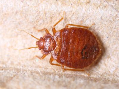 bed bug closeup