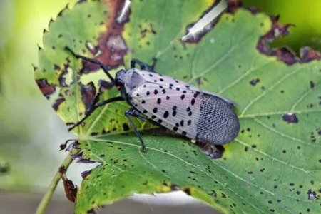 spotted lanternfly on a damaged leaf