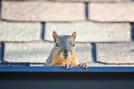 squirrel on house roof