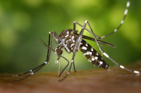 mosquito biting humans arm