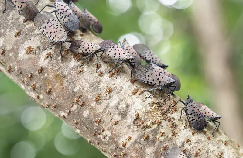 spotted lanternfly on a tree