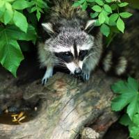 raccoon on a log surrounded by leaves