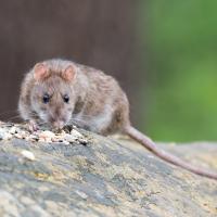 brown rat on wood 