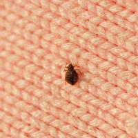 bed bug on a woven fabric