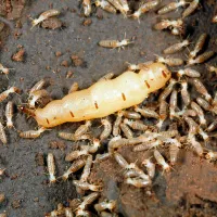Termite queen
