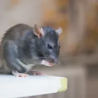 mouse in a house