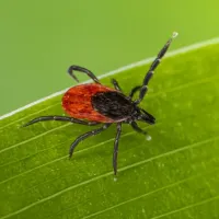 tick on grass