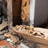 termite damage to the structure of a house