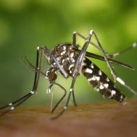 mosquito biting humans arm