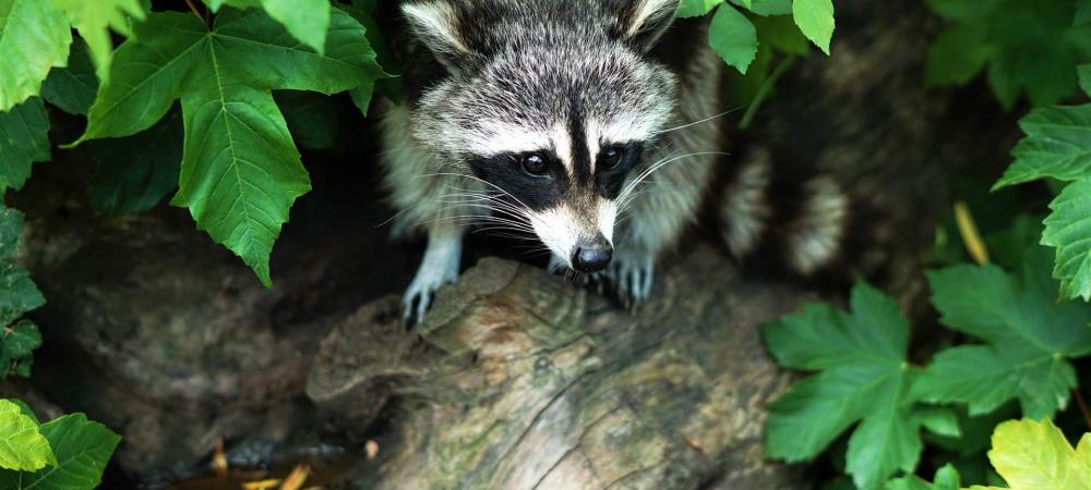 raccoon on a log surrounded by leaves