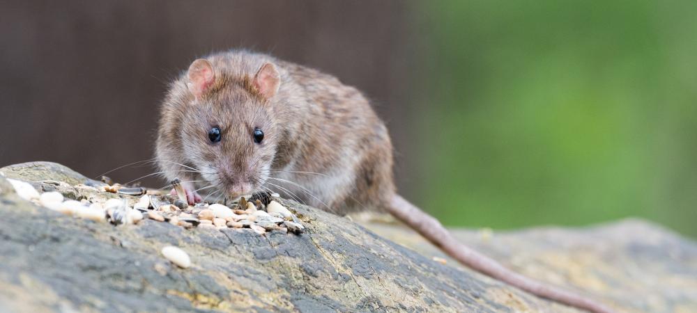 brown rat on wood