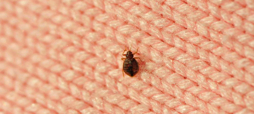 bed bug on a woven fabric