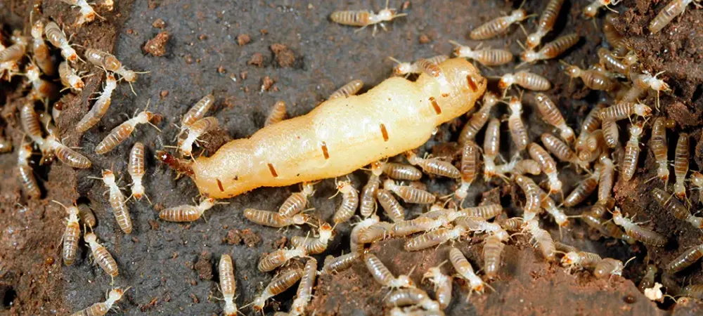 Termite queen