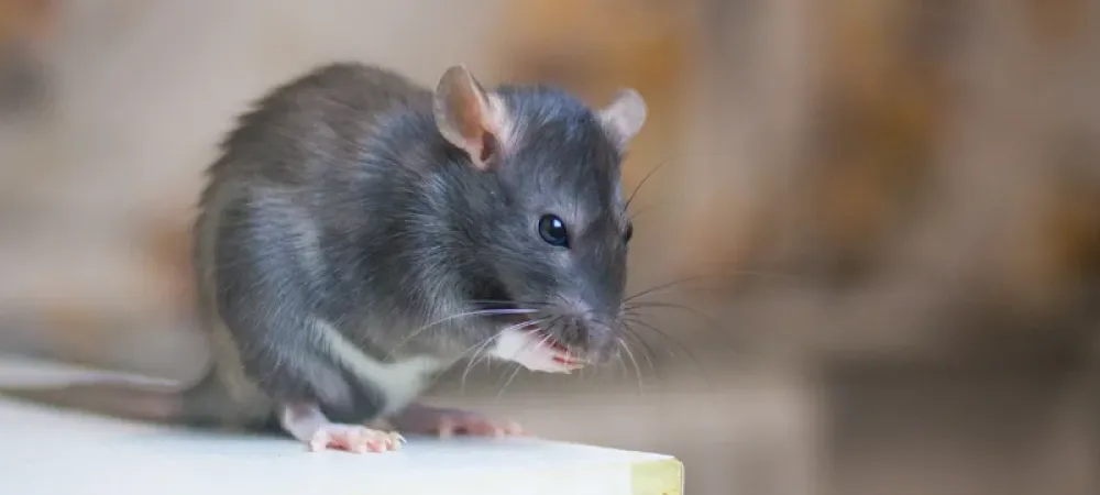 mouse in a house