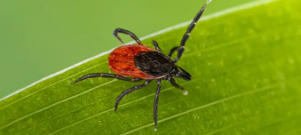 tick on grass