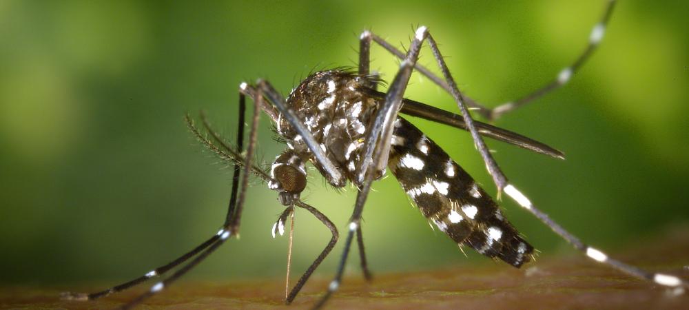 mosquito biting humans arm