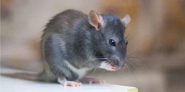 mouse in a house