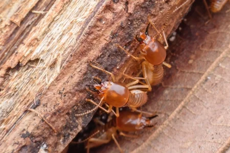 termites on wood