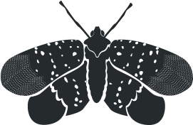 Spotted lanternfly icon