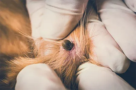 tick on a dog