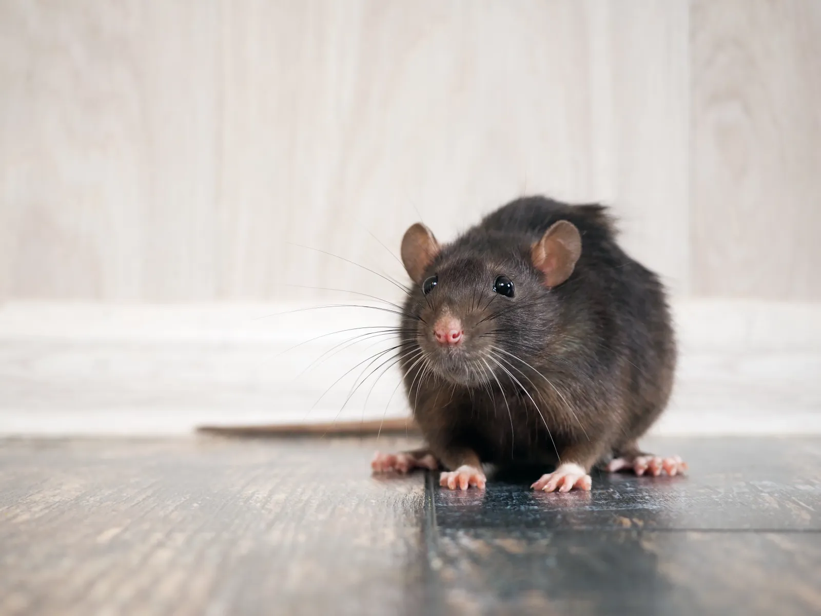 Rodent Control
