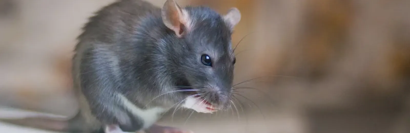 mouse in a house