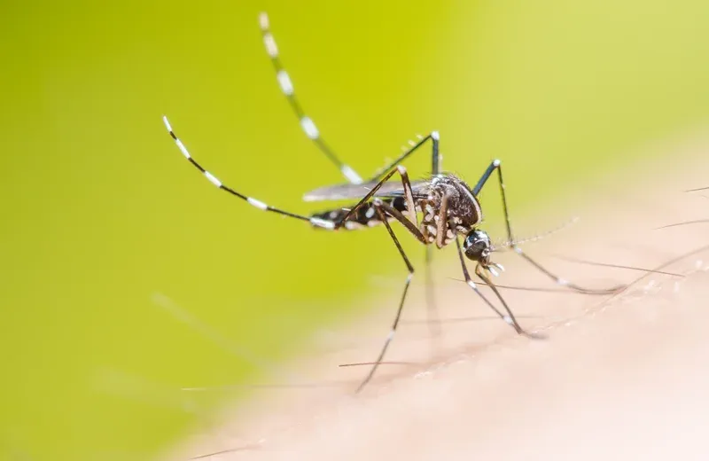 mosquito on someone's arm