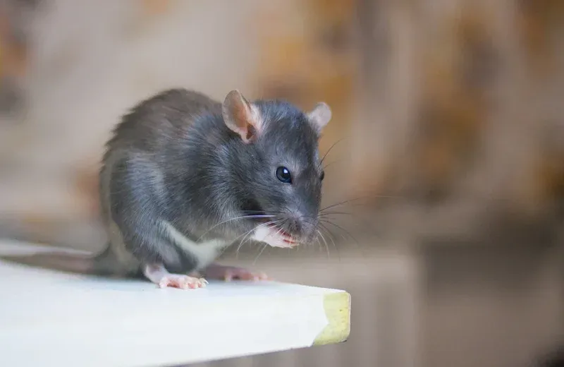 mouse in a house