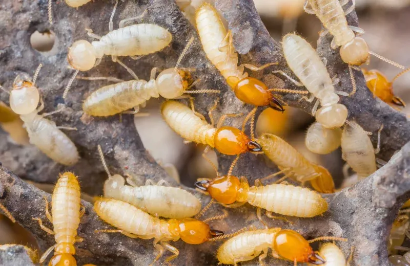 termites