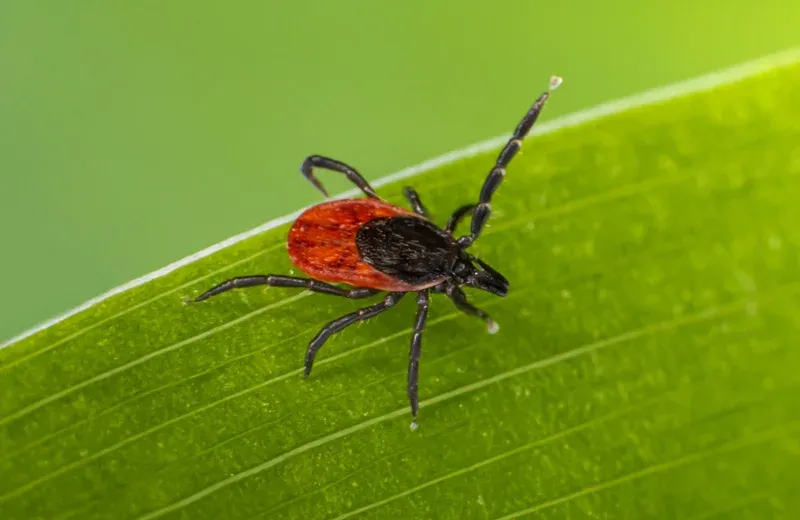 tick on grass