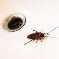 american cockroach near a shower drain