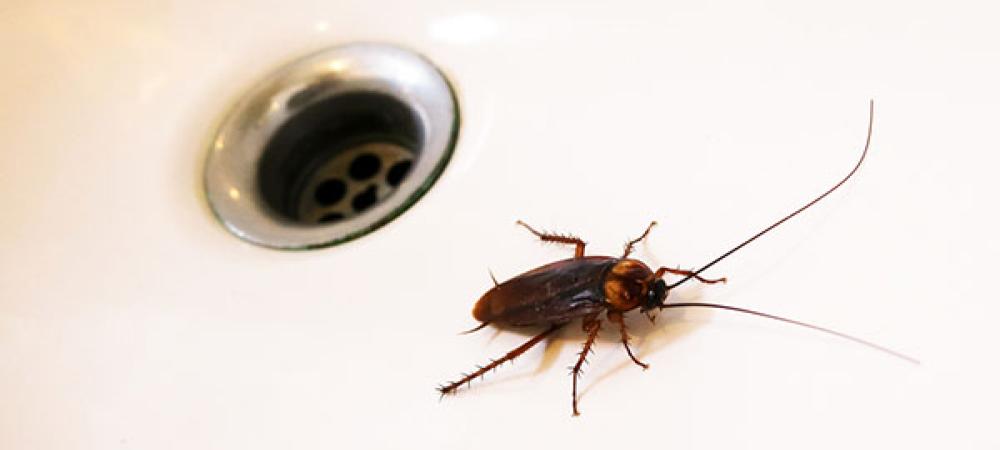 american cockroach near a shower drain