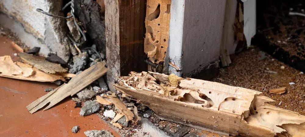 termite damage to the structure of a house