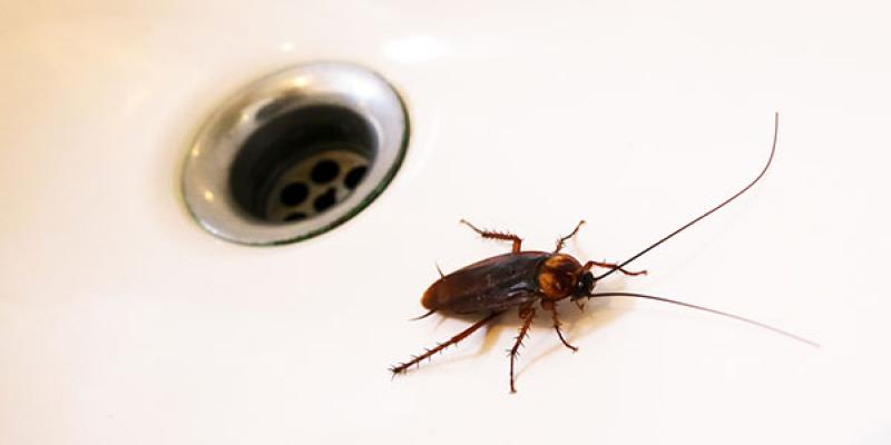 american cockroach near a shower drain