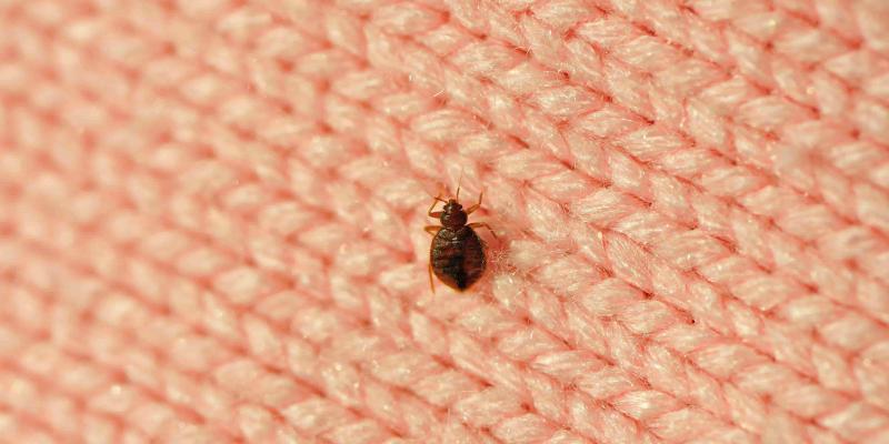 bed bug on a woven fabric