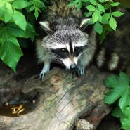 raccoon on a log surrounded by leaves