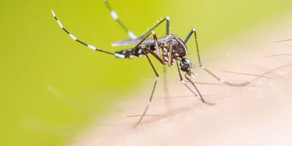 mosquito on a leaf